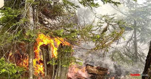 Eine rund 150 Quadratmeter große Waldfläche stand in Brand. | Foto: Feuerwehr Althofen