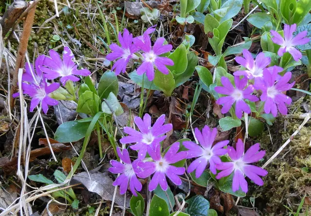 Clusius-Primeln