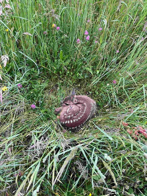Der richtige Umgang mit jungen Wildtieren