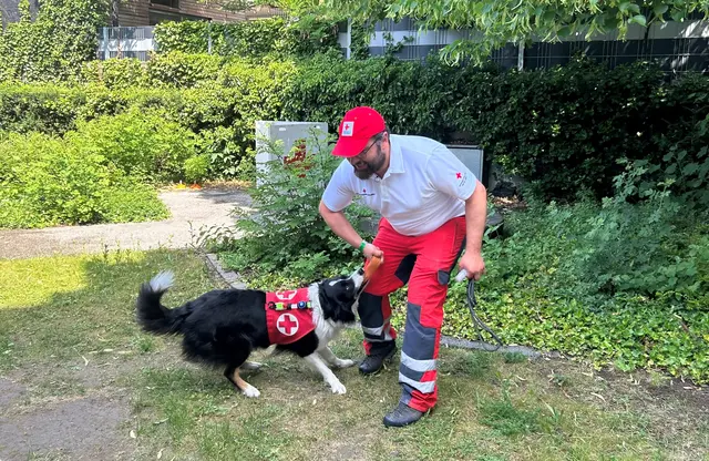 Hunde werden beim Roten Kreuz für die Suche nach vermissten Personen eingesetzt. | Foto: Sihorsch
