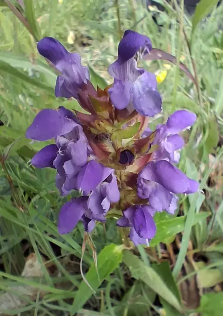 Die Großblütige Braunelle (Prunella grandiflora) ist eine ausdauernde krautige Pflanze aus der Familie der Lippenblütler.Sie ist in weiten Teilen Europas verbreitet und bevorzugt kalkhaltige, trockene bis mäßig trockene Standorte wie Magerrasen.Die Pflanze erreicht eine Wuchshöhe von etwa 10 bis 30 cm und bildet dichte Bestände, die als Bodendecker dienen können.Ihre Blütezeit erstreckt sich von Juni bis August und sie ist eine wichtige Nahrungsquelle für Hummeln und Schmetterlinge