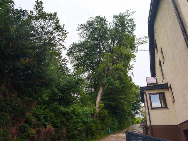 In Schwertberg drohte ein Baum auf ein Haus zu stürzen. | Foto: Feuerwehr Schwertberg