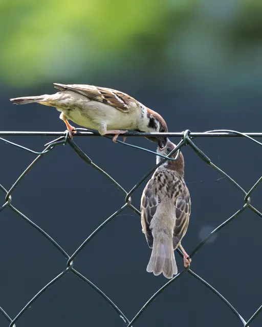 Männchen füttert Weibchen am Gartenzaun. | Foto: Thomas Berwein