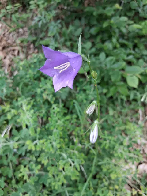  Die Pfirsichblättrige Glockenblume (Campanula persicifolia), eine heimische Wildstaude.Sie ist an ihren großen, hellblauen bis violetten glockenförmigen Blüten erkennbar, die aufrechten Stängeln entspringen.Die Blütezeit dieser Art liegt typischerweise zwischen Juni und Juli.Die Pflanze bevorzugt halbschattige Standorte und wächst häufig an Waldrändern.