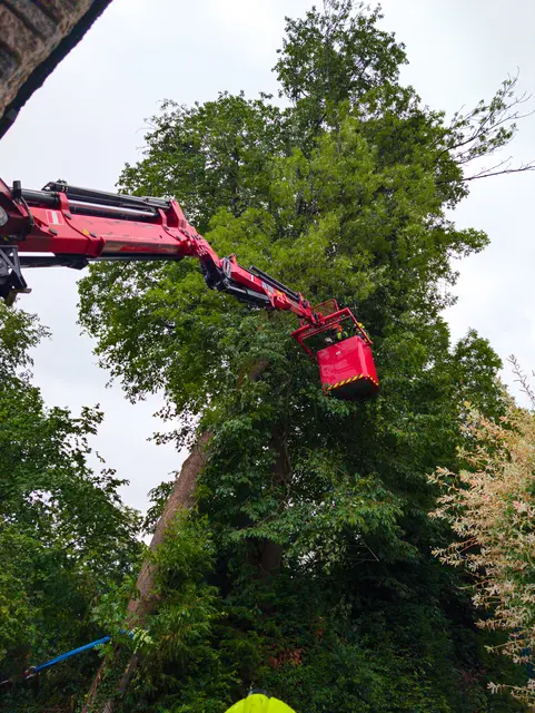 In Schwertberg drohte ein Baum auf ein Haus zu stürzen. | Foto: Feuerwehr Schwertberg