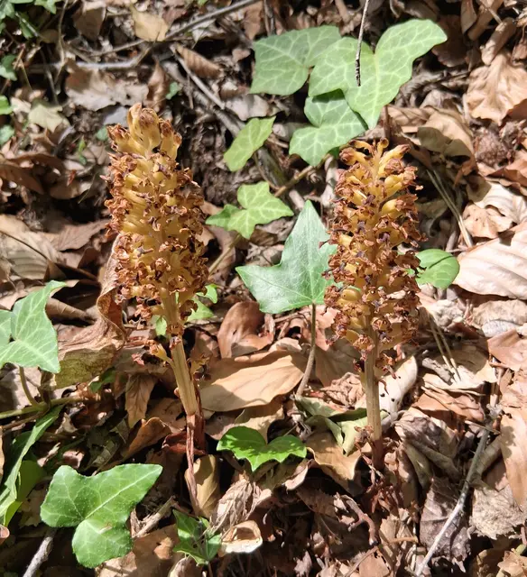  Das ist die Vogel-Nestwurz (Neottia nidus-avis).Sie ist ein Myko-Heterotroph (früher oft als Vollschmarotzer bezeichnet), da sie keine Fotosynthese betreibt und sich stattdessen von Pilzen ernährt.Die Pflanze ist vollständig hellbraun und erreicht eine Höhe von etwa 20 bis 40 cm.Sie wächst bevorzugt in schattigen Laub- und Nadelwäldern auf kalkhaltigen Böden !