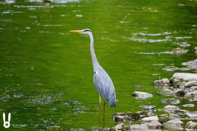Fischreiher startet in der Kleinen Erlauf durch | Foto: Harald Haselsteiner