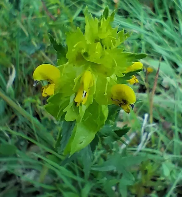 Der Zottiger Klappertopf (Rhinanthus alectorolophus) ist eine krautige Pflanze aus der Familie der Sommerwurzgewächse.Die Pflanze ist ein Halbschmarotzer, der anderen Pflanzen Nährstoffe entzieht.Die charakteristischen gelben Blüten haben eine Länge von etwa 1,8 bis 2,2 Zentimetern.Man findet sie auf feuchten Wiesen, Magerrasen oder in Getreidefeldern !
