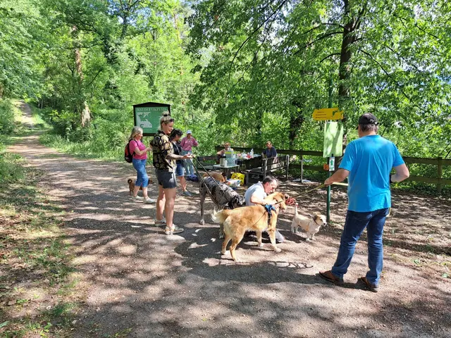 Tierhalter mit Hunden beim Spaziergang
