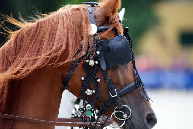 Ein Kutscher wurde bei einem Unfall in Scharnstein schwer verletzt, das Pferd rannte samt Kutsche davon.  | Foto: accept001/smarterpix (Symbolfoto)