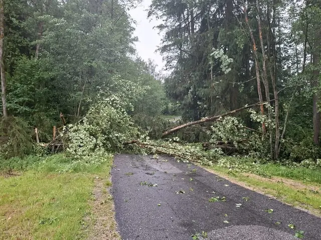 Baum über Straße in Münzbach | Foto: FF Münzbach