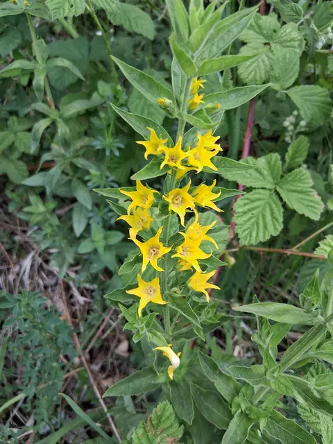 Die Pflanze ist der Punktierte Gilbweiderich (Lysimachia punctata), eine mehrjährige Staude mit leuchtend gelben Blüten.Die Blüten zeichnen sich durch ihre fünfzähligen, strahlenförmigen Kronblätter aus und sind oft etagenartig am Stängel angeordnet.