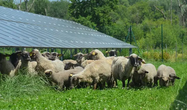 In Fürstenfeld bietet sich die Möglichkeit einen Blick hinter die Kulissen von Agri PV und Dachflächen PV zu werfen. | Foto: Stadtgemeinde Fürstenfeld