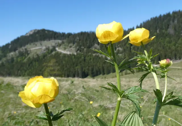 Die Trollblumen leuchten schon von weitem.