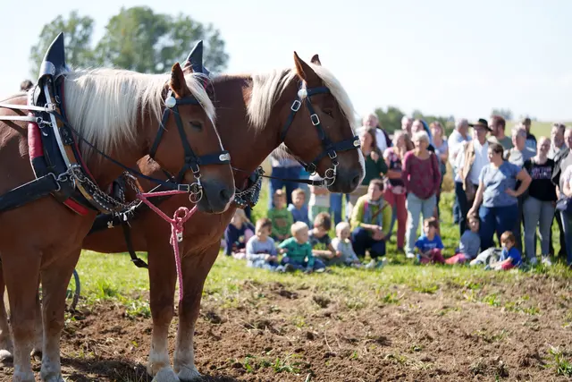Besucher erleben am Wegwartehof Landwirtschaft, Tiere und Natur hautnah. | Foto: Demeter Österreich