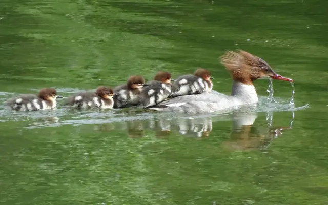 Luxuriöser Transport für die Gänsesägerküken! | Foto: Rudolf Sturmlechner