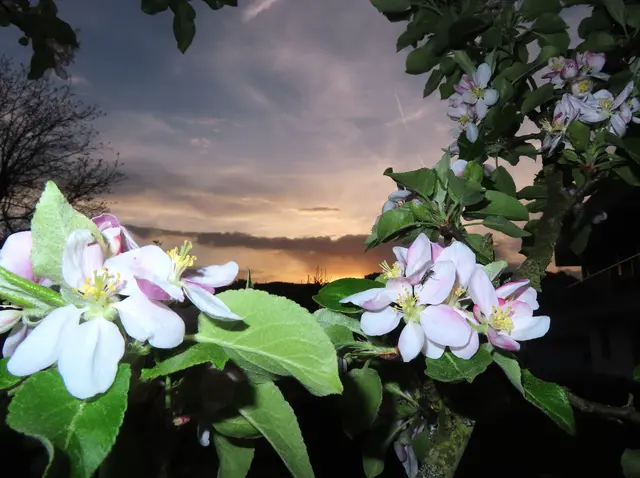 Apfelbaum Blüten bei herrlicher Abendstimmung in Gresten | Foto: Rudolf Kößl