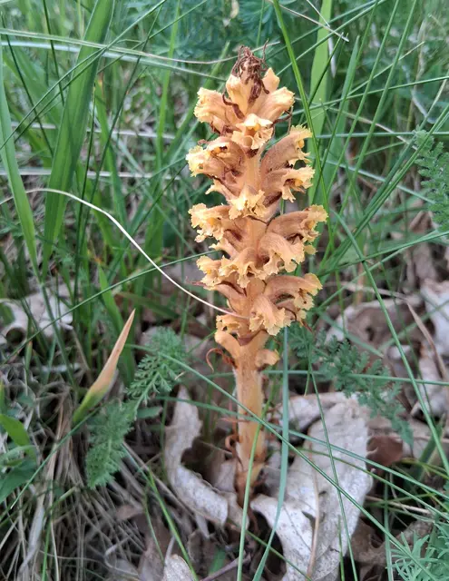 Dies ist eine Sommerwurz (Gattung Orobanche), eine parasitische Pflanze ohne Chlorophyll.Die Pflanze ist die Gelbe Sommerwurz (Orobanche lutea) oder eine ähnliche Art wie die Groß-Sommerwurz (Orobanche elatior).Sie ernährt sich, indem sie Wasser und Nährstoffe von Wirtspflanzen entzieht, meist Hülsenfrüchte oder Salbei.