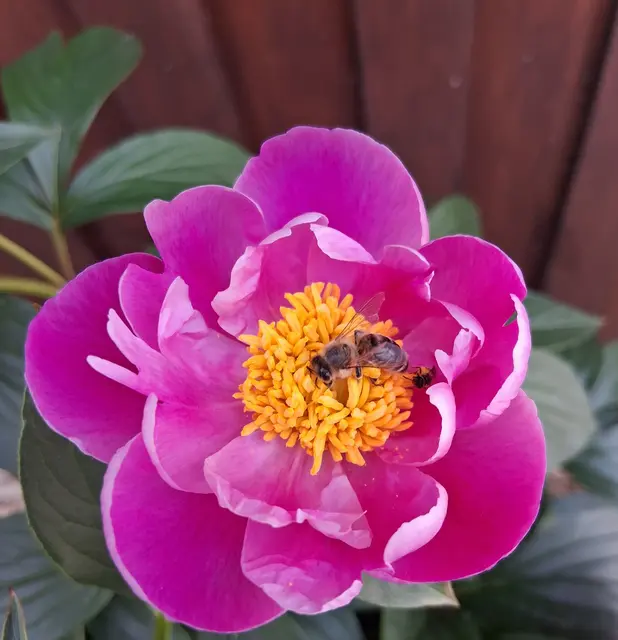 und zum Abschluss eine Pfingstrose (botanisch: Paeonia), eine beliebte Staude für sonnige bis halbschattige Standorte die uns beim Buschenschank begrüßte !