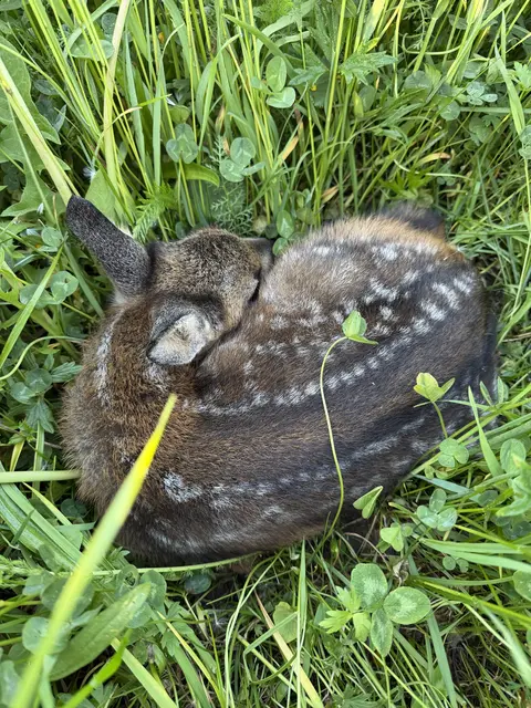 Die Setzzeit der Rehe fällt jährlich auf die Monate Mai und Juni – dieser Zeitraum fällt meist mit der ersten Mahd der Bauern zusammen, was für die jungen Kitze oft ein fatales Ende bedeutet. | Foto: Johanna Bamberger