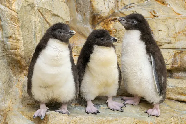 Im Tiergarten Schönbrunn sind im April zehn kleine Felsenpinguine geschlüpft. | Foto: Daniel Zupanc