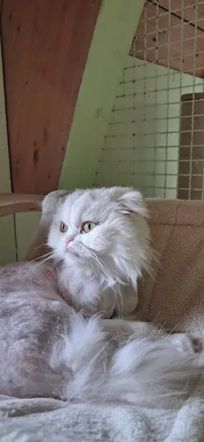 Mit aufmerksamem Blick erkundet eine der beiden Katzen ihre Umgebung im Tierheim. | Foto: Tierschutzverein Tirol