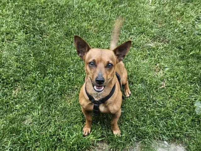 Lucky sucht ein neuen Zuhause bei Menschen mit Zeit und Verständnis.  | Foto: Tierheim Linz