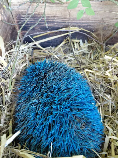 "Wer tut denn so was?" Igel mit blauer Farbe angesprüht