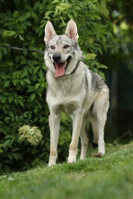 Miyu zeigt sich aufmerksam und neugierig – ein junger Wolfshund mit viel Energie und Entdeckerdrang. | Foto: Tierschutzverein Tirol