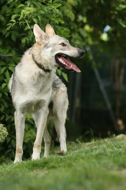 Miyu in Bewegung: Der junge Wolfshund bringt viel Dynamik und Lernfreude mit. | Foto: Tierschutzverein Tirol