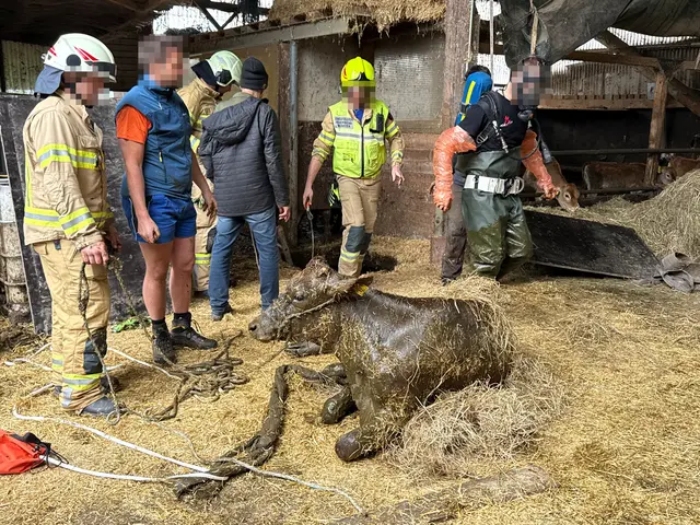 Ein Kalb war in eine Jauchegrube gestürzt und musste von den Einsatzkräften unter schwierigen Bedingungen gerettet werden. | Foto: ZOOM.TIROL