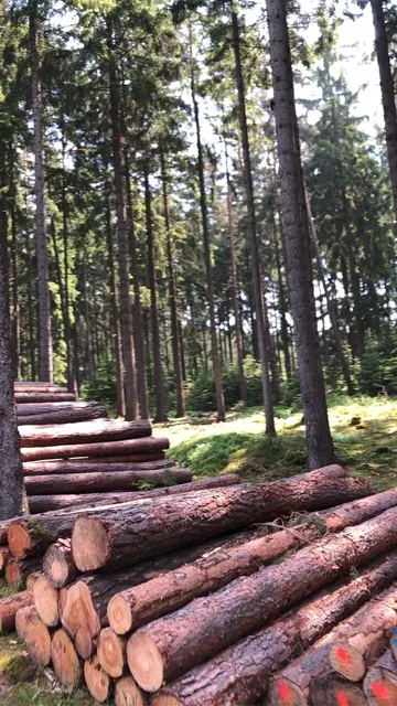 Holz ist ein nachwachsender Rohstoff und CO2-neutral. | Foto: Alexandra Goll