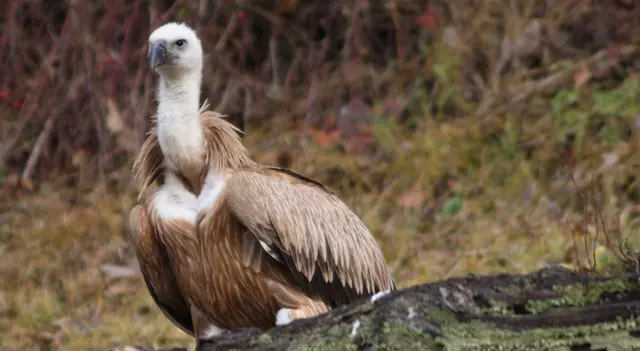 Im Lesachtal sorgen mehrere tote Gänsegeier für Aufregung. | Foto: Zoo Salzburg