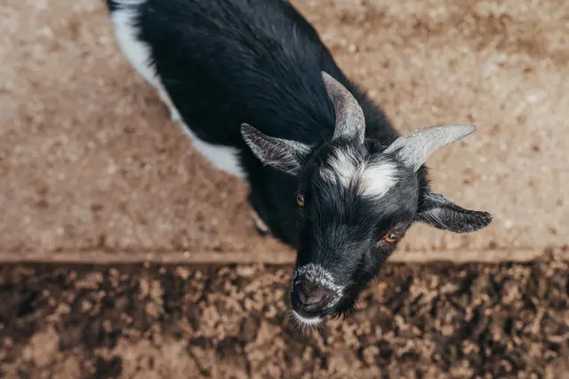 Eine echte Erfolgsgeschichte: Mit zahlreichen Attraktionen lockt die Wilde Wunder Card Besucher in unsere Region. | Foto: Mostviertel Tourismus