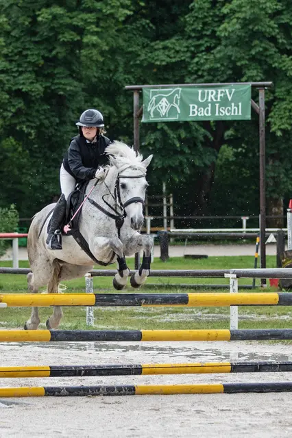 Noriker, Haflinger, Cross - diese Bewerbe siehst du in Bad I