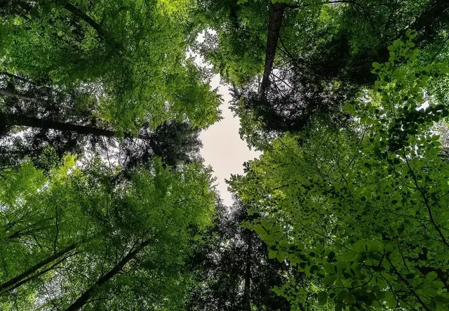 Sturmböen setzen unserem Wald immer öfter zu