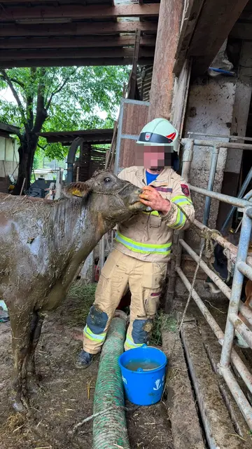 Nach der erfolgreichen Rettung wurde das Kalb gründlich abgewaschen und tierärztlich untersucht. | Foto: ZOOM.TIROL
