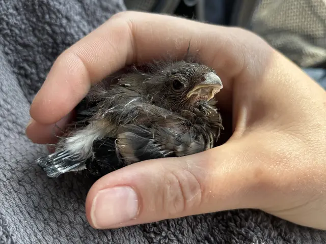 Darum solltest du Rehkitze, Hasen und Vögel nicht berühren
