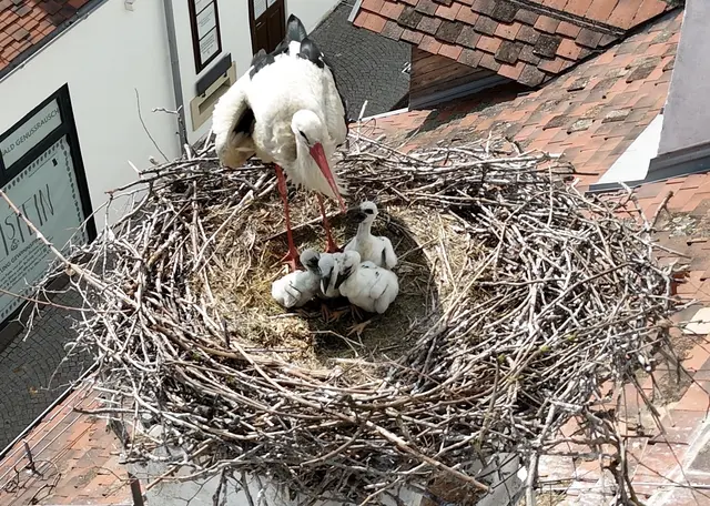 80 Jungstörche sind bereits geschlüpft, noch seien aber nicht alle gezählt.  | Foto: Storchenverein der Freistadt Rust
