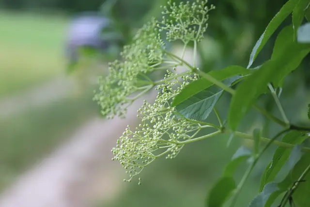 ...da kommen noch viele, viele Blüten.
Also auf und holt euch auch viele Vitamine.
Gebackene Holunderblüten schmecken einfach herrlich.
