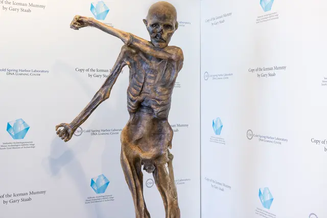 Der weltberühmte Gletschermann Ötzi beschäftigt die Forschung auch mehr als drei Jahrzehnte nach seiner Entdeckung. Bild: Im Südtiroler Archäologiemuseum wird eine Kopie der Eismumie gezeigt. | Foto: APA/SÜDTIROLER ARCHÄOLOGIEMUSEUM