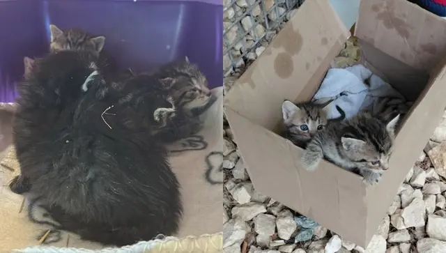 Acht kleine Kätzchen wurden in Kärnten ausgesetzt