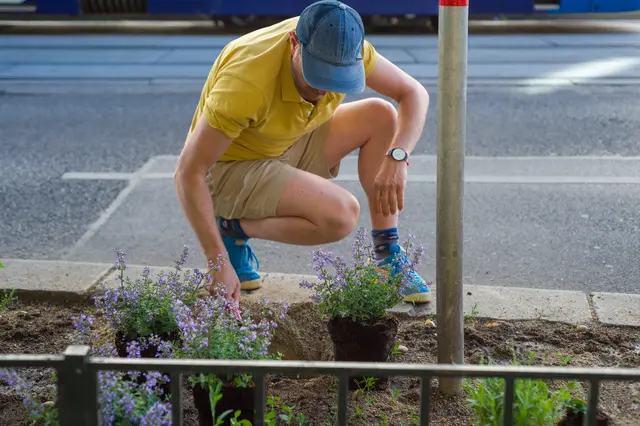Für die Stadt Wien war es zu verwurzelt, also bepflanzten die Grünen Wieden ein Beet auf der Wiedner Hauptstraße einfach selbst. Eigentlich fehlte ihnen dafür die Bewilligung. | Foto: Grüne Wieden