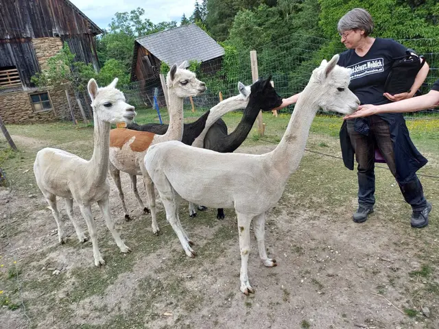 Hautnahe tierische Erlebnisse mit den Alpakas | Foto: Holzmann