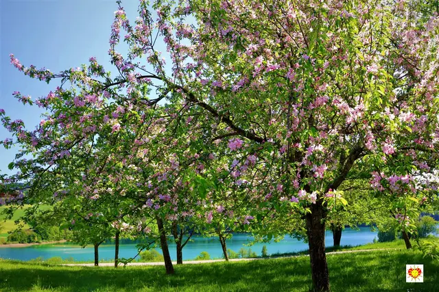 Ich gehe leben  Ich gehe leben, kommst du mit,  dann habe ich eine große Bitt.  Lassen wir die Schönheit in unser Herz, dies kann heilen so manchen Schmerz.  In der Natur können wir unser Heil finden,  wenn wir uns intensiv mit ihr verbinden. Dort ist es egal ob alleine oder zu zweit,  ihre Schönheit steht immer für uns bereit. Leben bedeutet für mich mit allen Sinnen zu sehen,  wir brauchen mit dem Verstand nicht alles verstehen.  Menschen können jeden Tag Fehler machen,  dadurch vergeht den anderen oft das Lachen.  Vielleicht sollten wir es einfach wagen, öfter, Bitte, Danke und es tut mir leid zu sagen.  Dazu braucht es meistens sehr viel Mut,  in Wirklichkeit tut uns nur der Friede im Herzen gut. (Helmut Mühlbacher) Botschaft der Sonne im Herzen vom Zauber der Natur