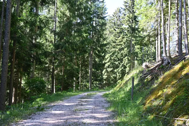 Da gehe ich die Forststraße weiter, Bilder im zweite Teil