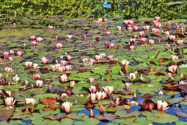 Der Seerosenteich im Skulpturenpark lädt bei freiem Eintritt zum Staunen und zur Entschleunigung ein.  | Foto: Edith Ertl