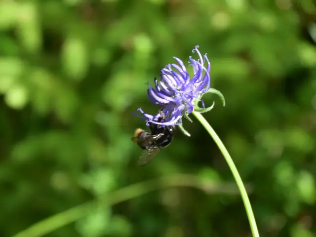 Teufelskralle