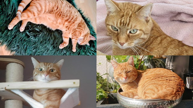 Zuhause für Kater Foxi gesucht