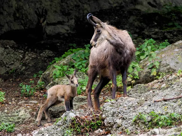 Foto: Zoo Salzburg/Angelika Köppl